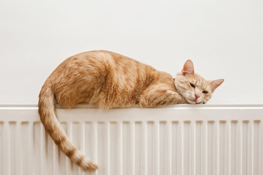 Chat sur un radiateur : le système de chauffage a été amélioré
