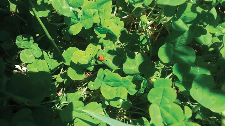 Un coccinelle posé sur un bosquet de trèfles