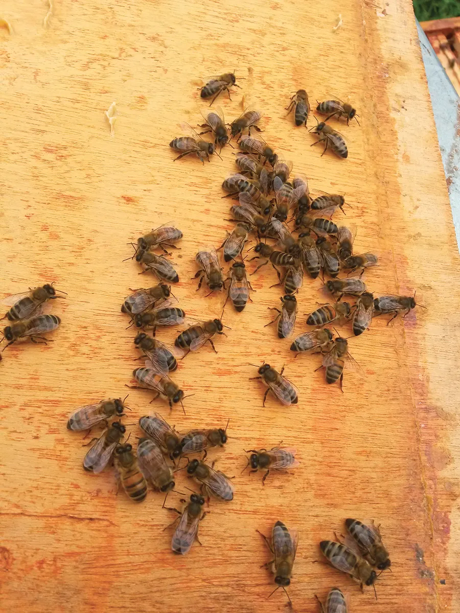 Des abeilles qui butinent