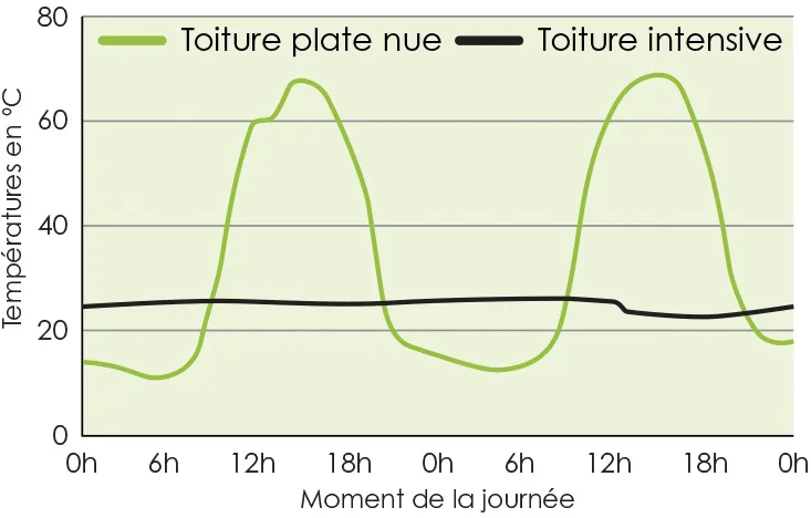 Graphique représentant l’évolution des températures en °C d’une toiture plate nue et d’une toiture intensive au cours de la journée. L’axe horizontal indique le moment de la journée de 0h à 24h, et l’axe vertical les températures de 0 à 80°C. La courbe verte (toiture plate nue) montre deux pics marqués autour de 12h et 18h, atteignant environ 70°C avant de redescendre vers 20°C la nuit. La courbe noire (toiture intensive) reste relativement stable tout au long de la journée, oscillant légèrement autour de 25°C